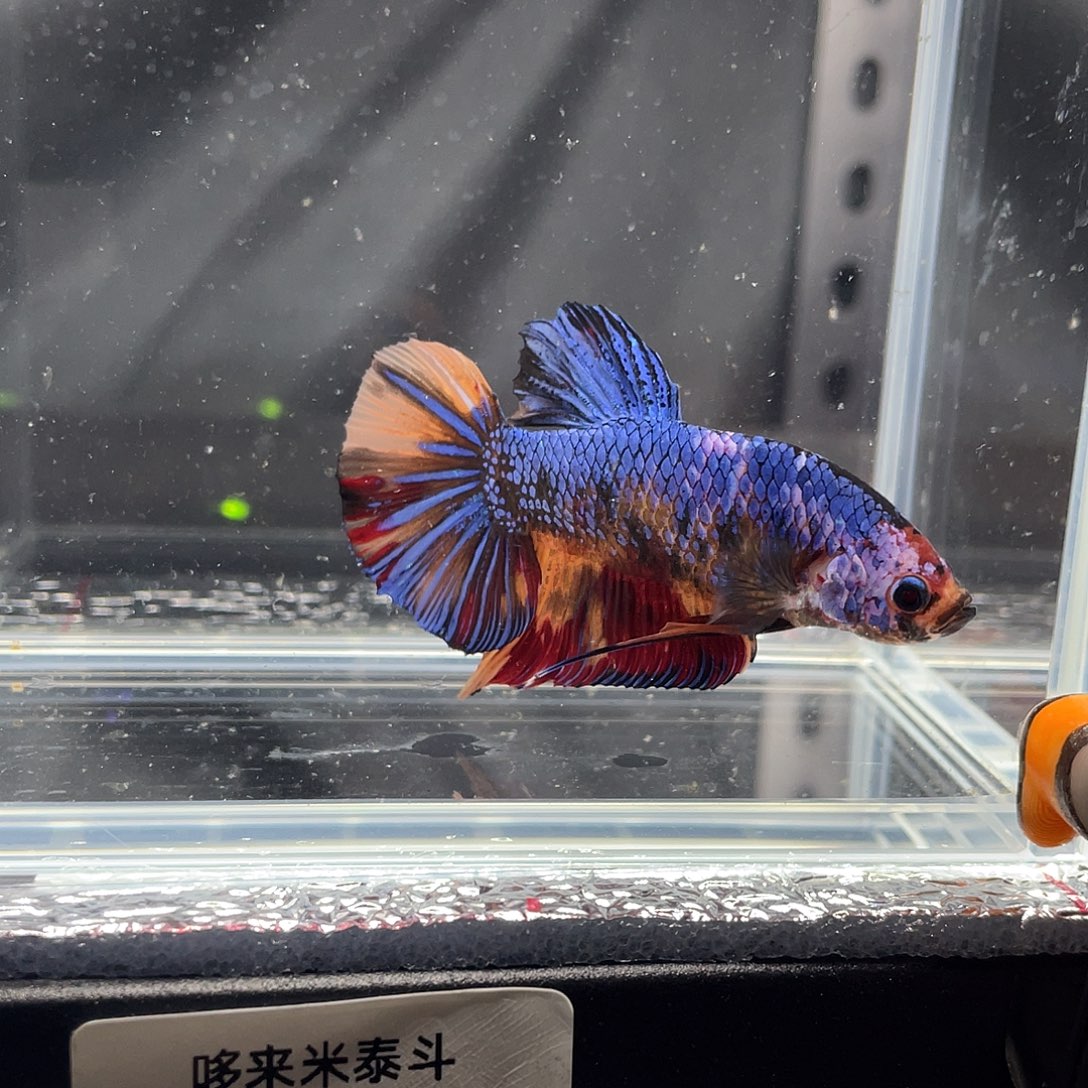 斗鱼12.5 巨斗将军 011