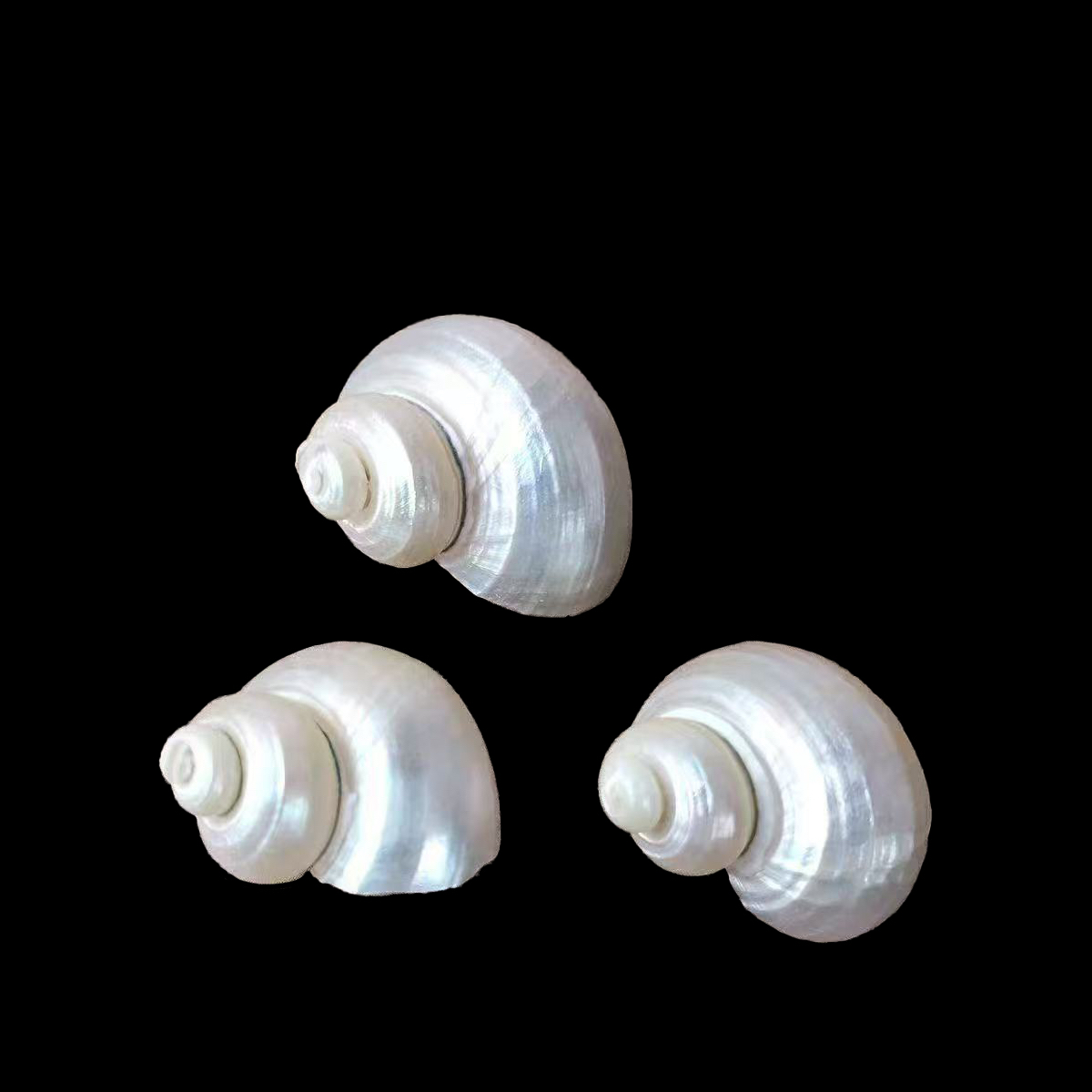 去皮螺壳2.5口10个贝壳海螺海螺壳（会有2.3-2.5贝壳）白玉白色