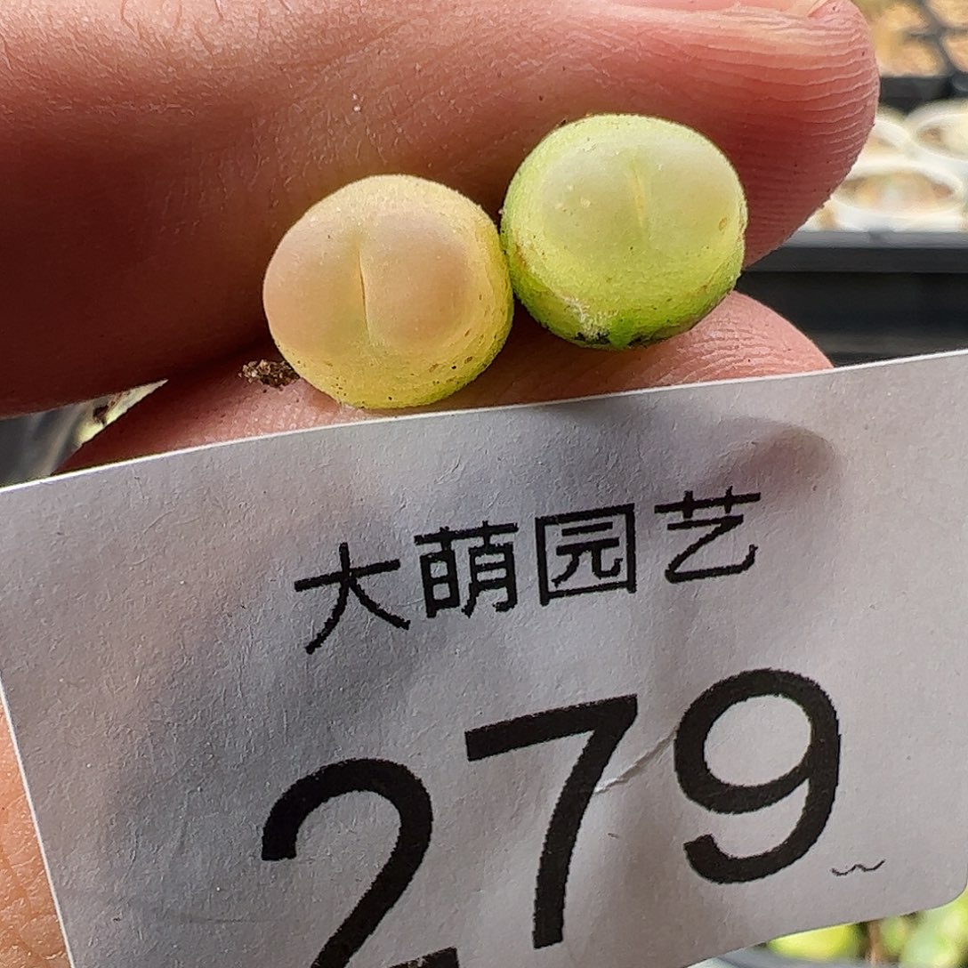 一物一拍。     279