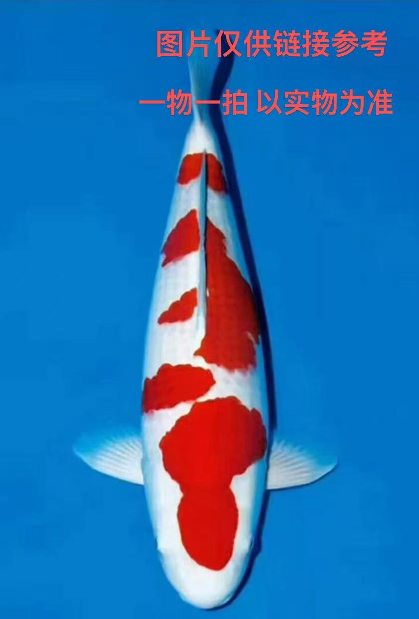 石光吉锦鲤 日本进口锦鲤