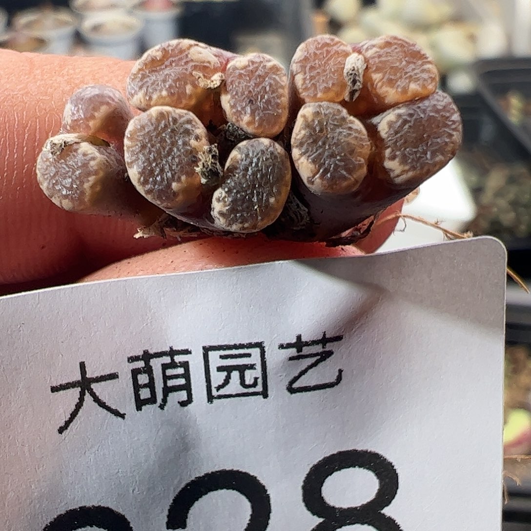 一物一拍。            328