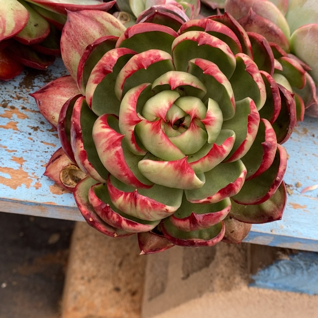 冰***儿      67。        