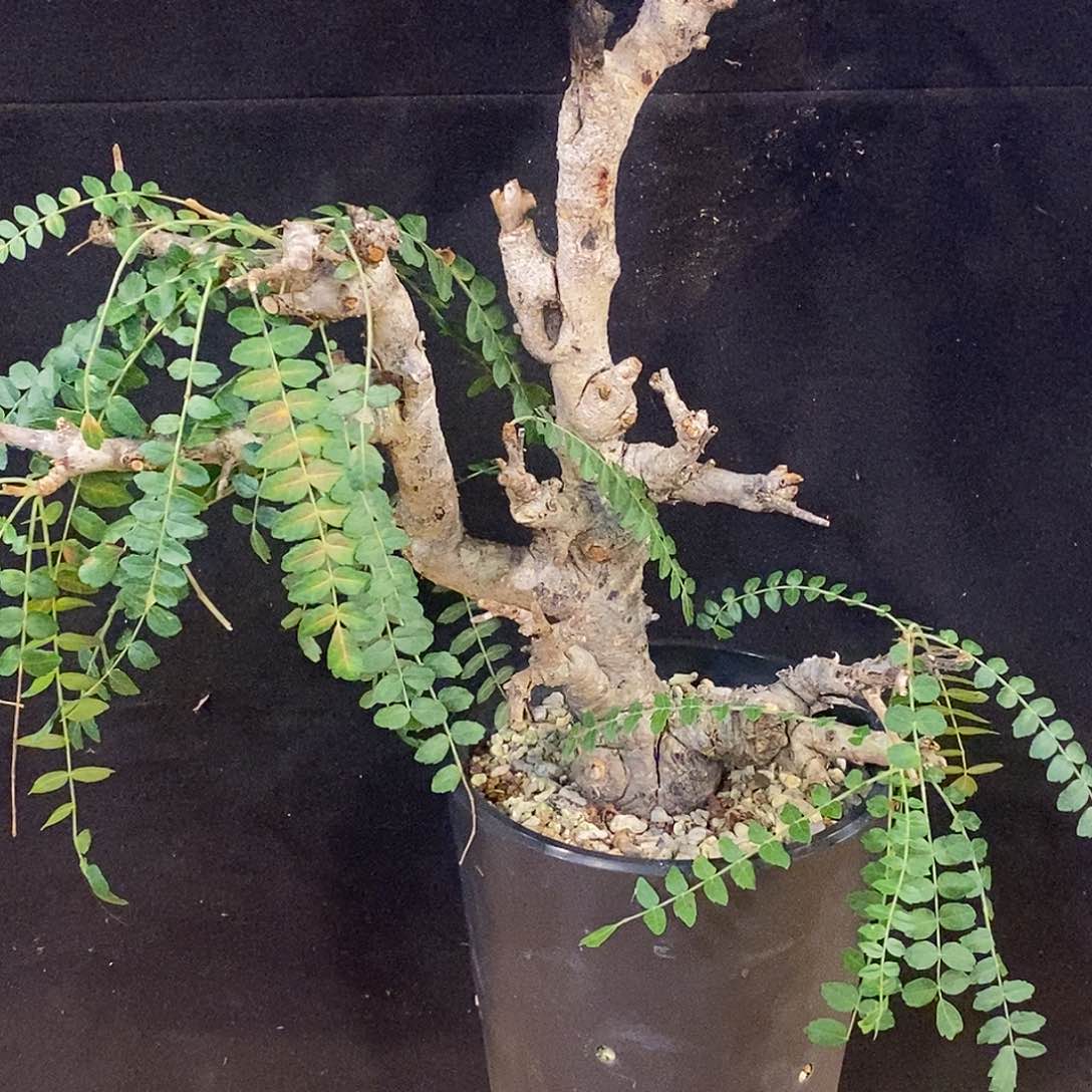 优选产地尼勒达乳香，养定