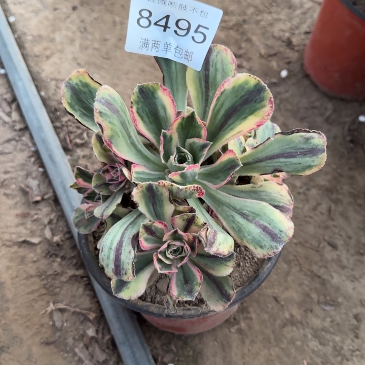 °***꧂8495青花瓷多肉植物