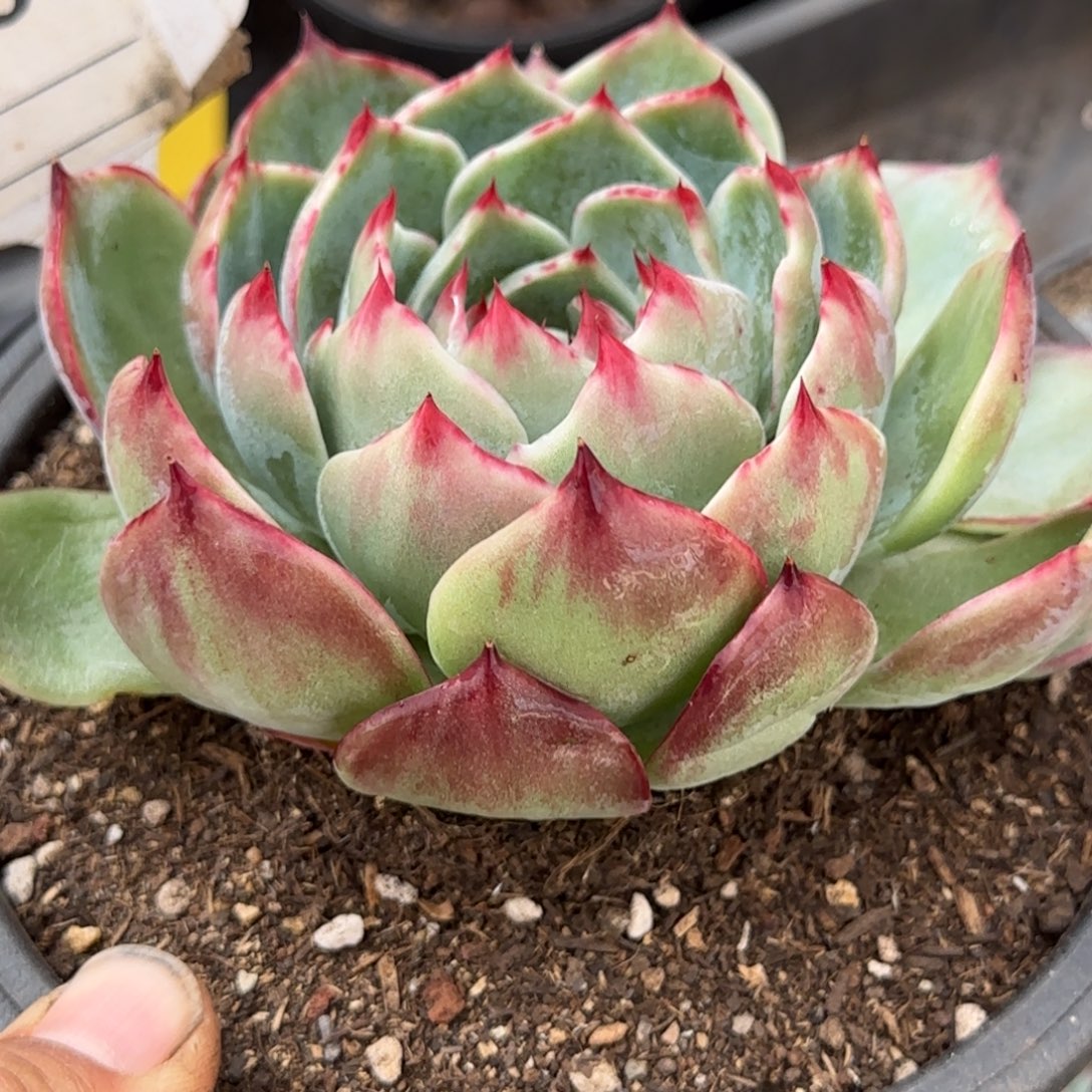 花脸拉丝惊鸿一物一拍包装收缩花旱703