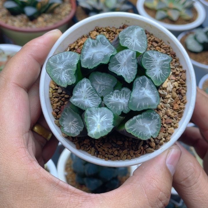 山之翠万象压成株