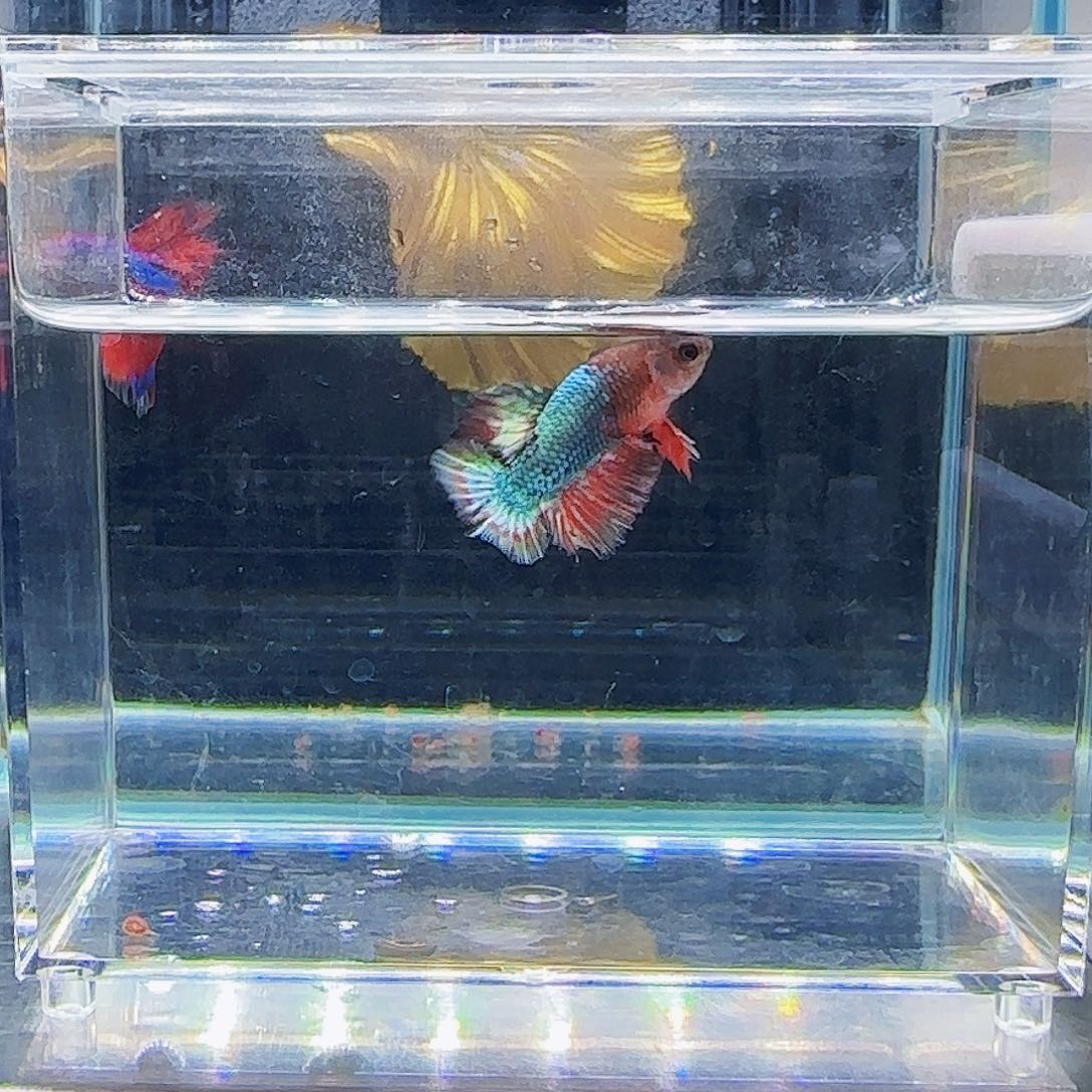 斗鱼活体观赏鱼好养耐活
