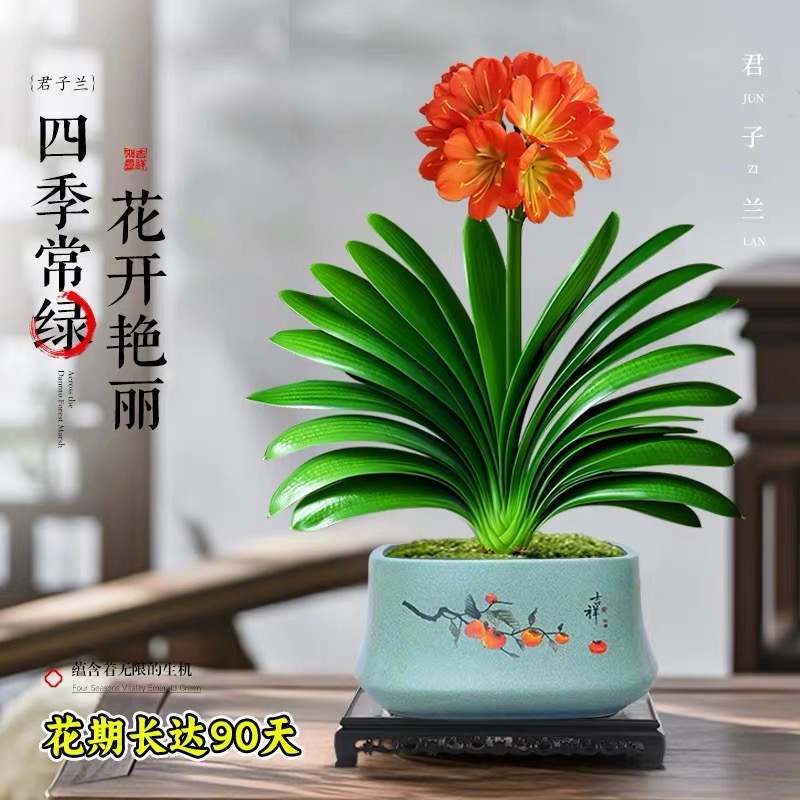 精品东北君子兰鞍山兰大苗当年开花原盆原土发货绿植花卉盆栽好养