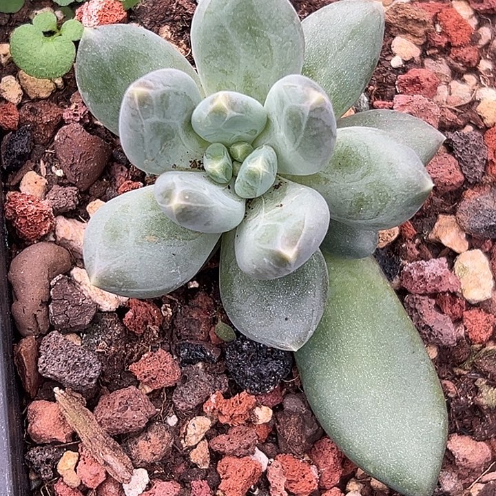 蓝眼睛个体美人特价多肉