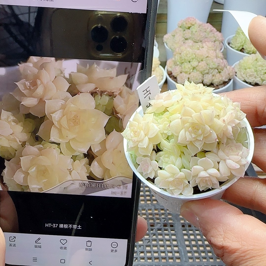 1228-1（ht-37）优选