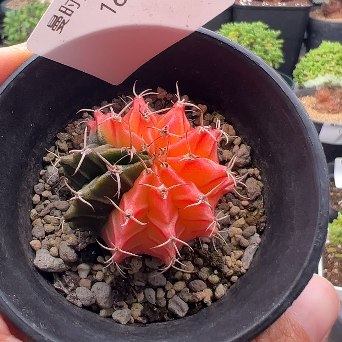 p*p168号球球11.6多肉