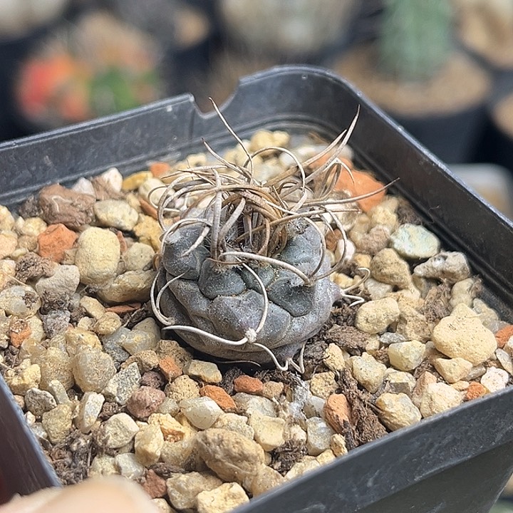 狂刺娇丽实生球2.1公分