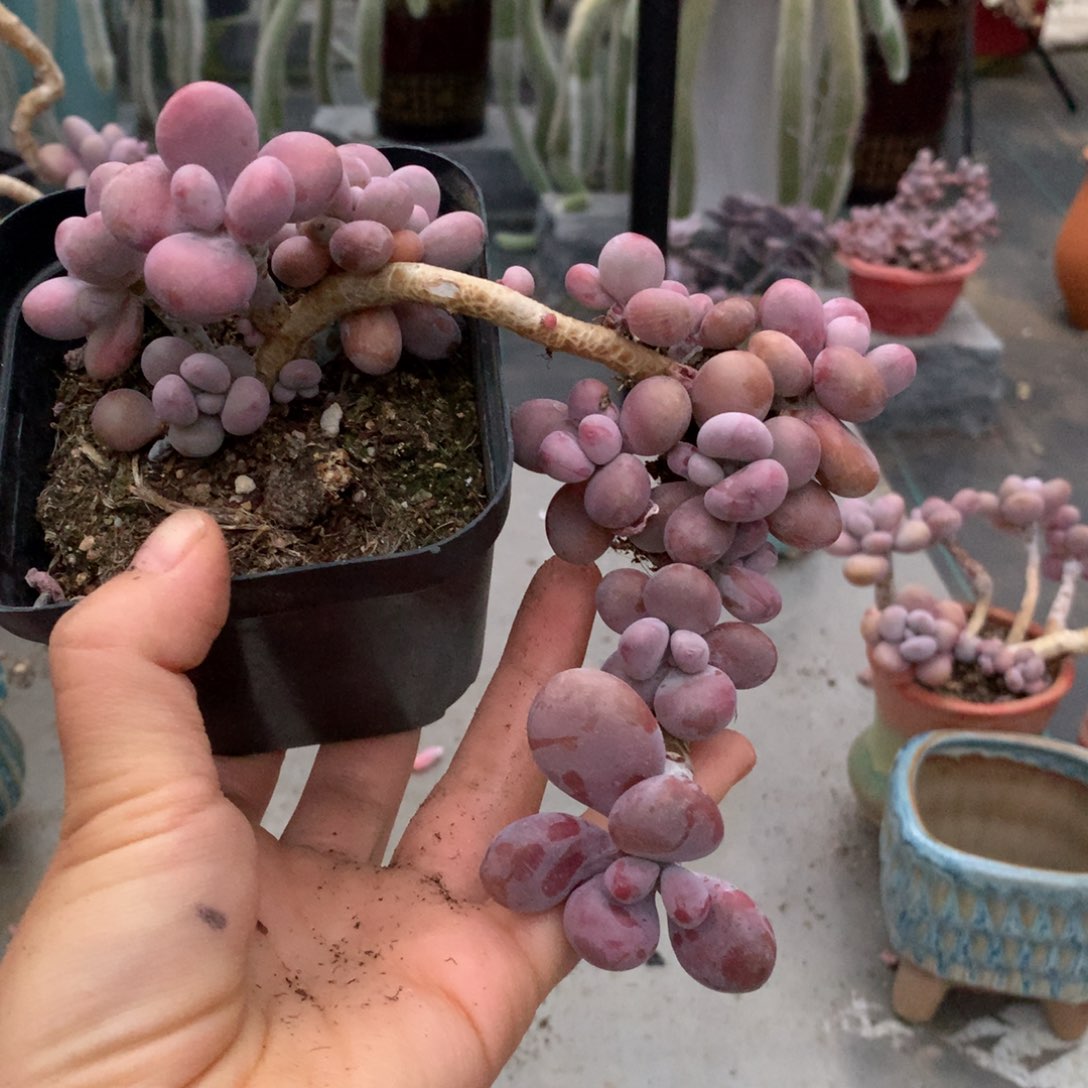 年****3桃蛋老桩瑕疵不包售后83号