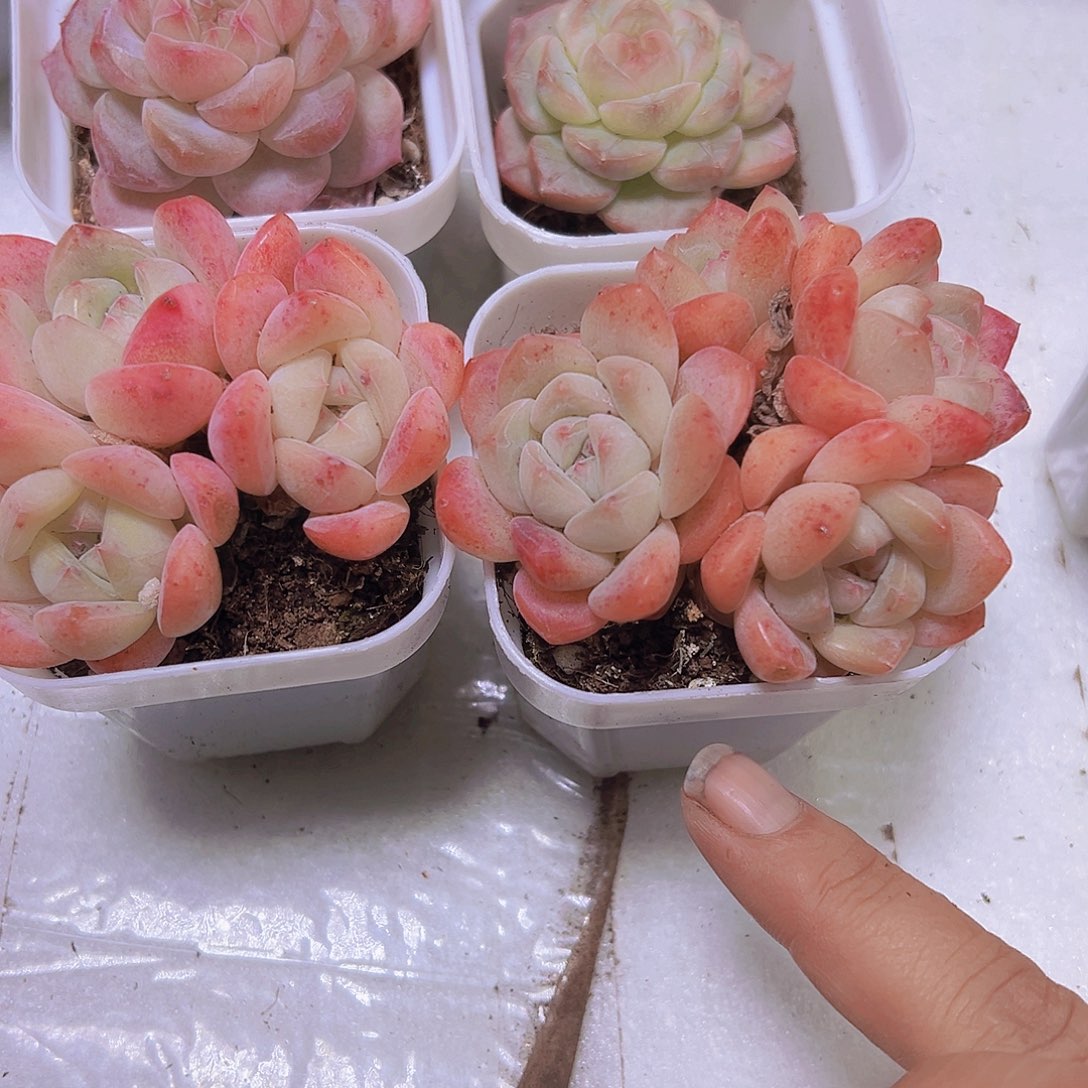 幻梦群19包邮多肉植物