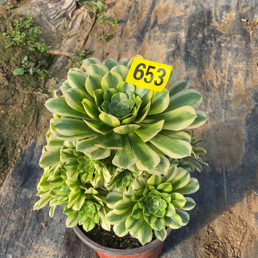 金丝翡翠多肉法师653