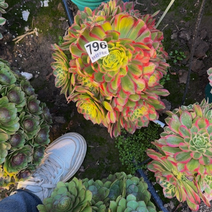 海王花27-15包邮花花