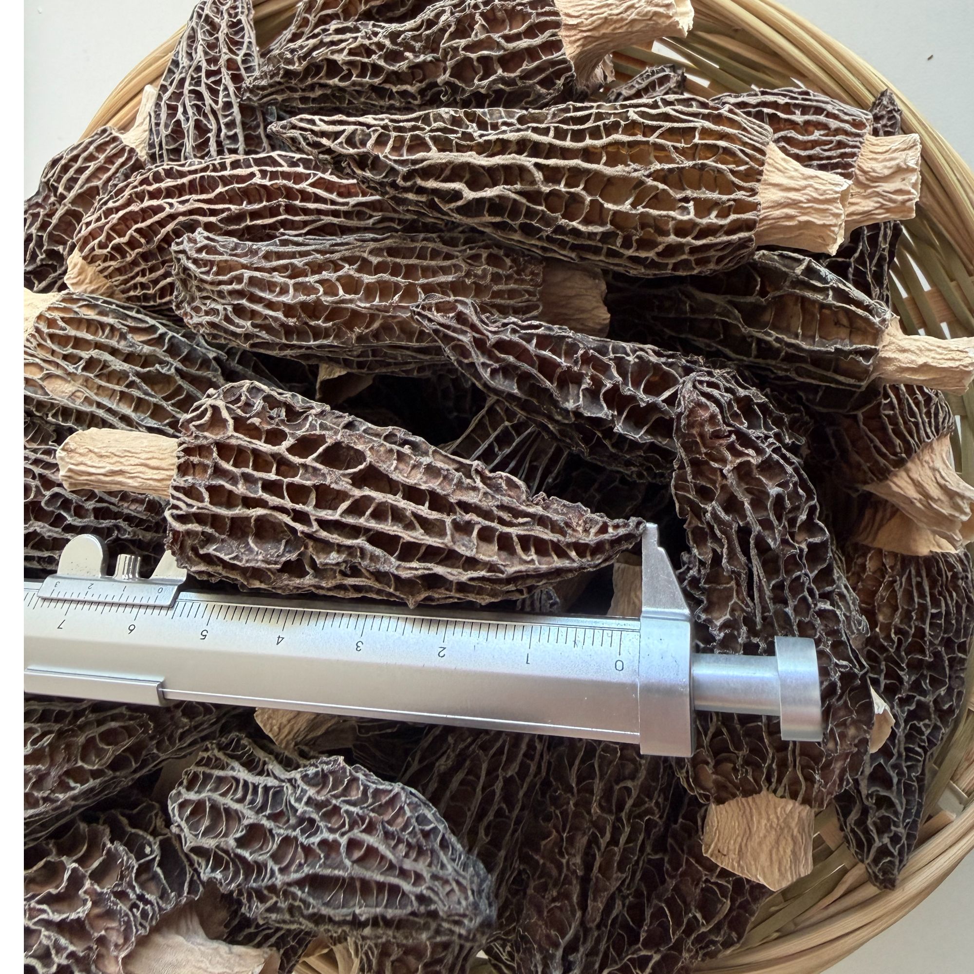 云南特产头茬羊肚菌干货肉厚饱满无硫剪脚煲汤鲜美