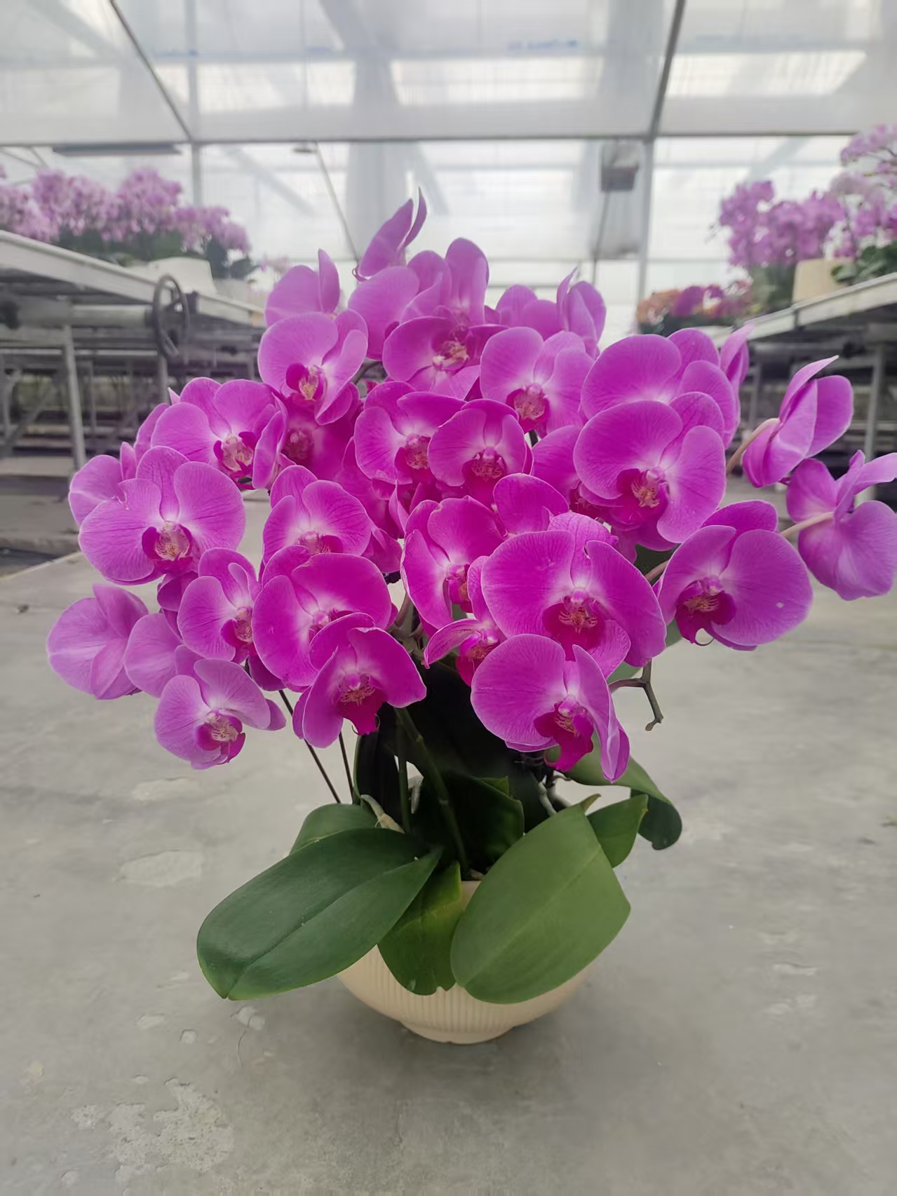 如意 桌面花 粉色好养耐养开爆 欧品蝴蝶兰  基地直发