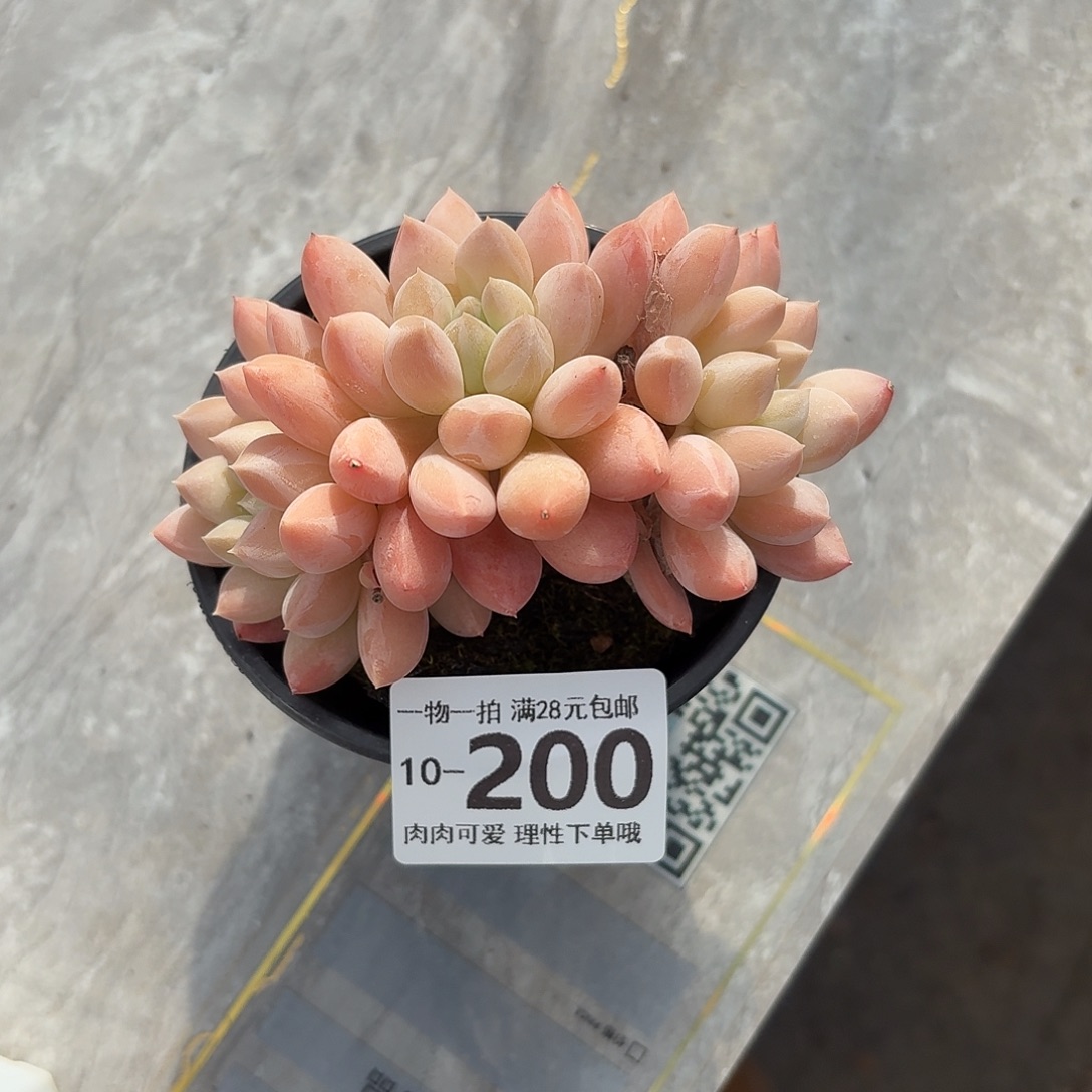 星空美人无盆无发货无