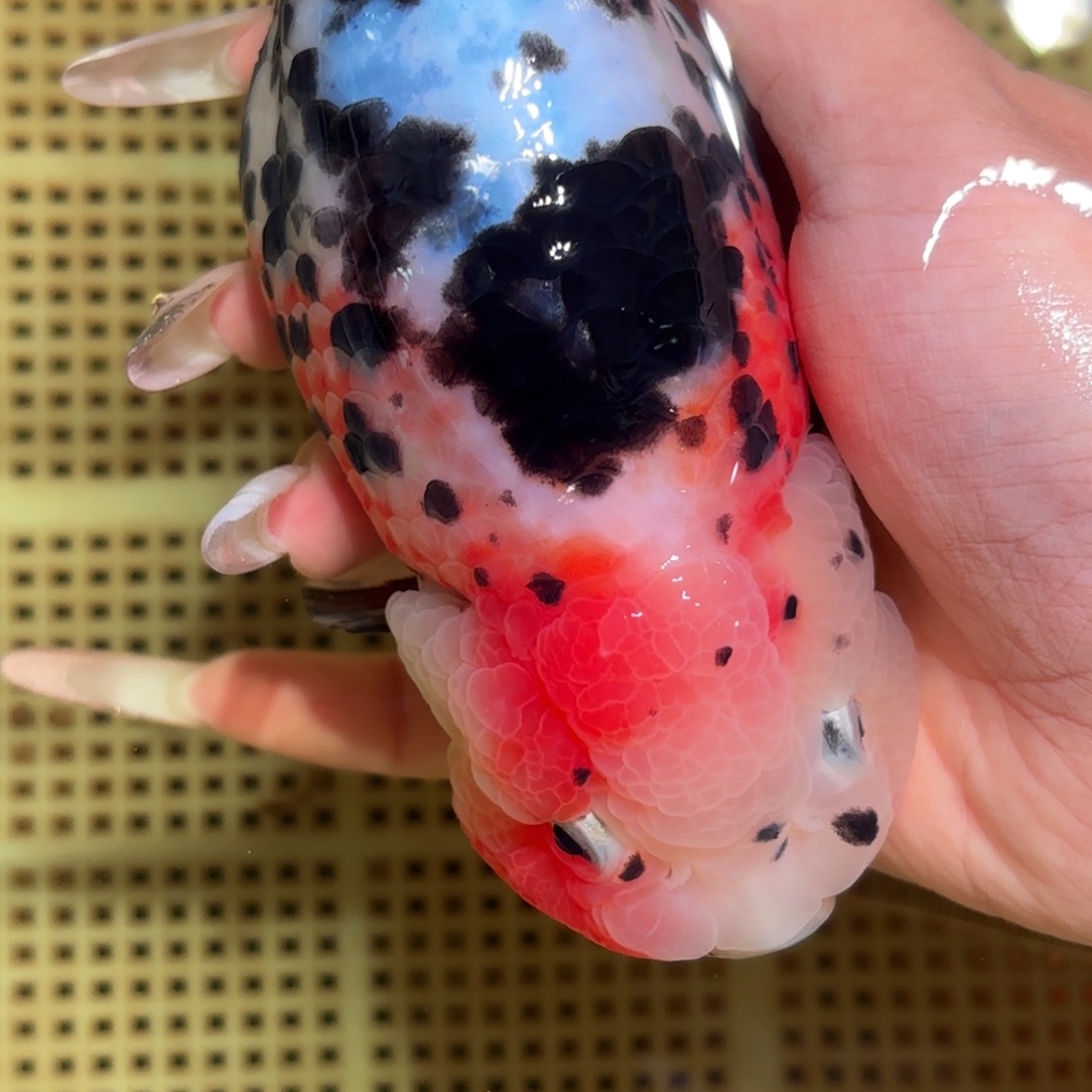 小***计金鱼拍包装包邮，不拍包装运费到付