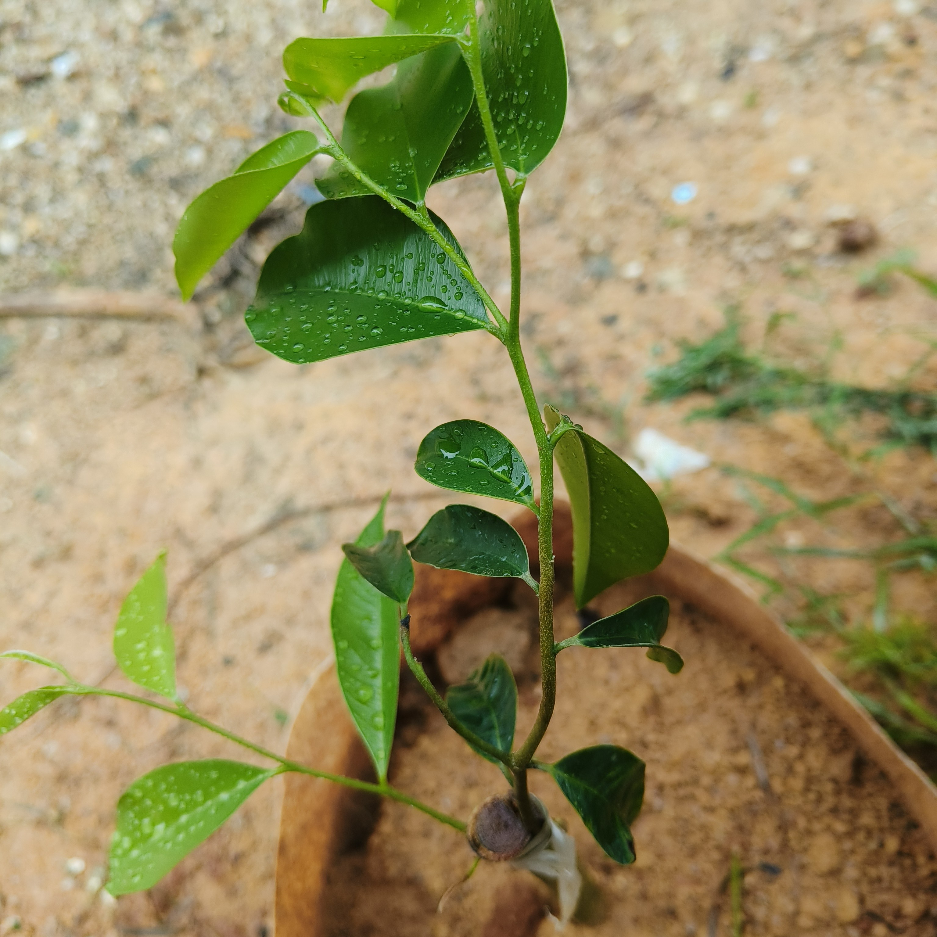 高端品种虎斑2号小苗(纯国香)