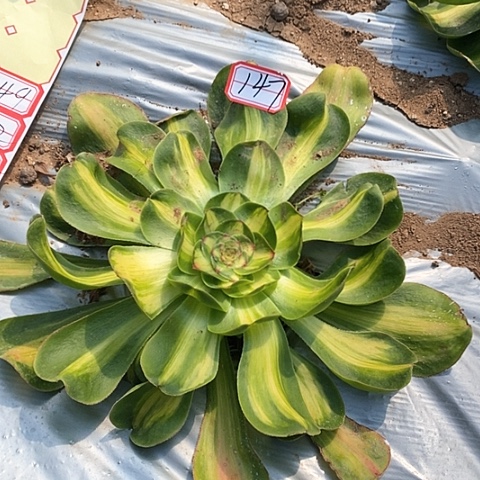 暴君法师法师147链接