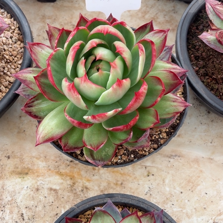 暖***柚惊鸿仙子多肉植物A103