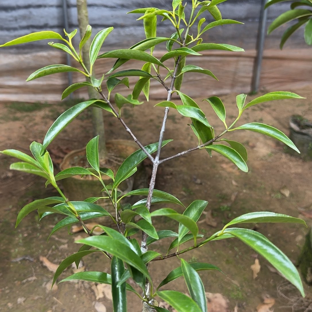 旅***游当前无花栽培后可以开花山竹