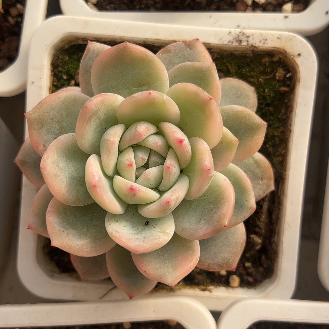 满38包邮橙梦露锦