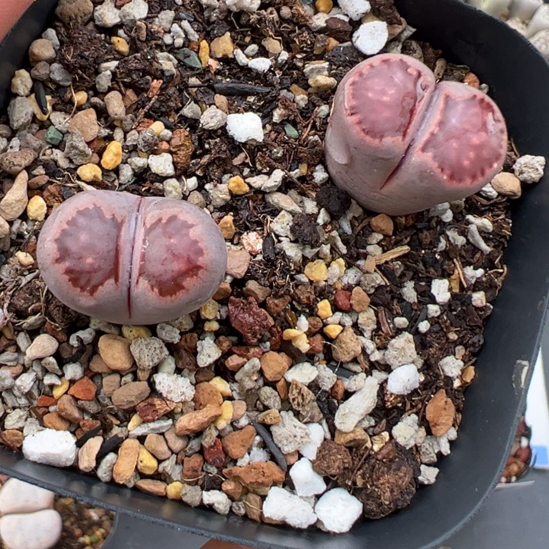 11.15好看的多肉脱土发货550