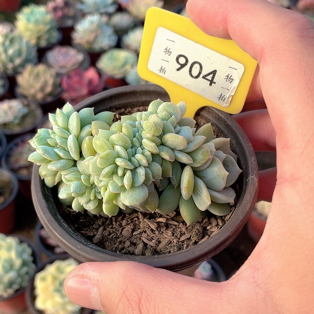 *****904号多肉植物组合