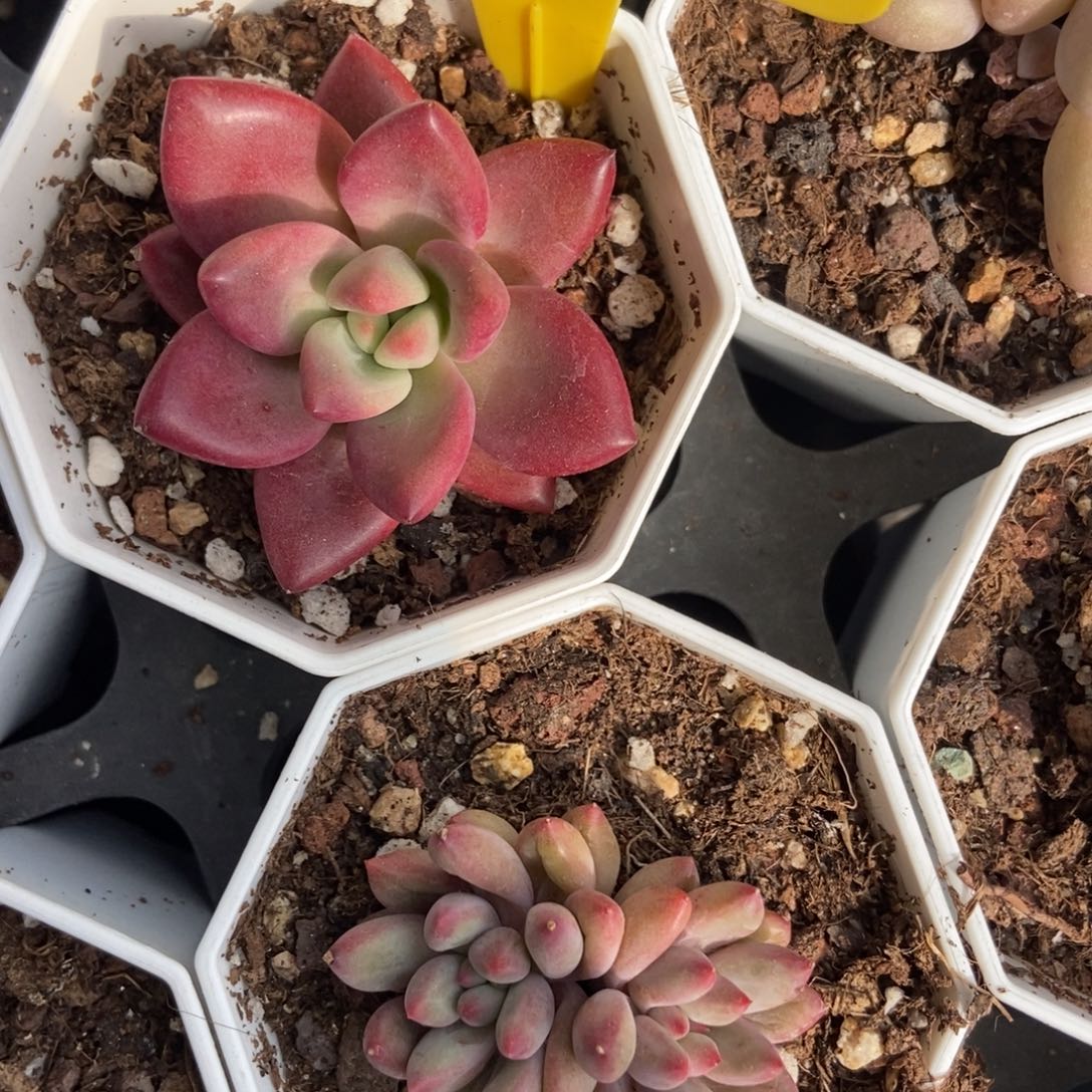 920赫菲多肉植物保护