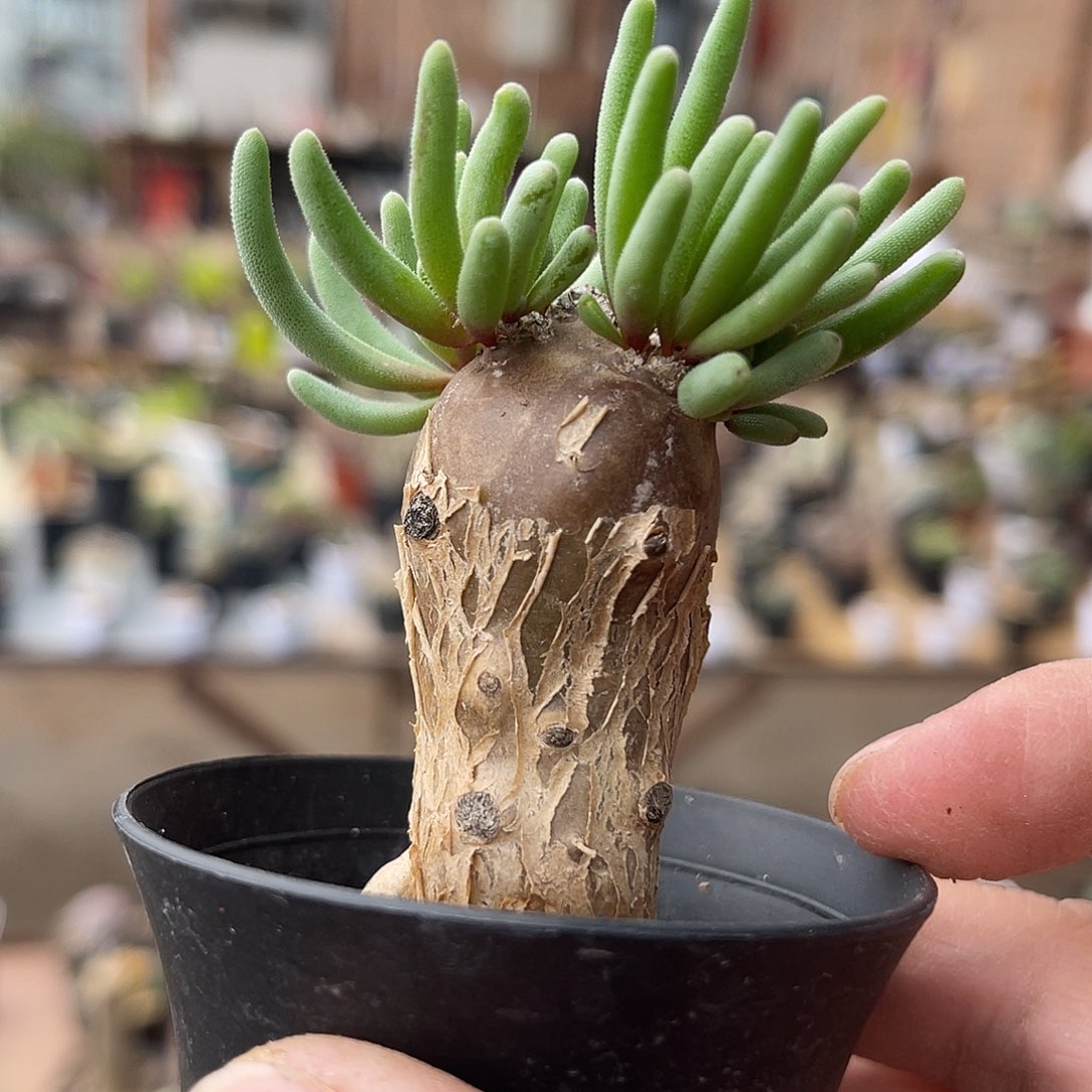 实生淡清霜块根一物一拍