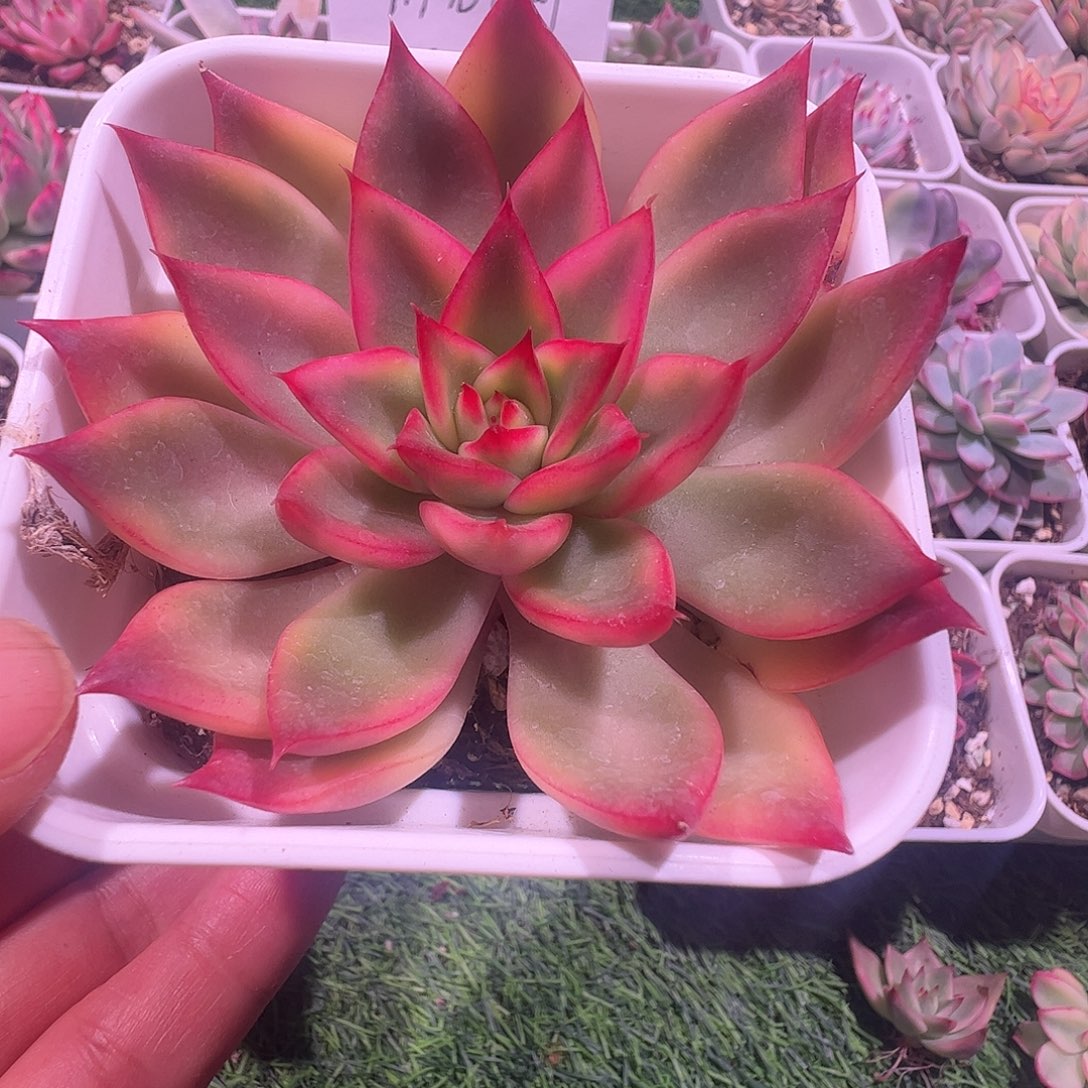 曲***当多肉植物多肉植物