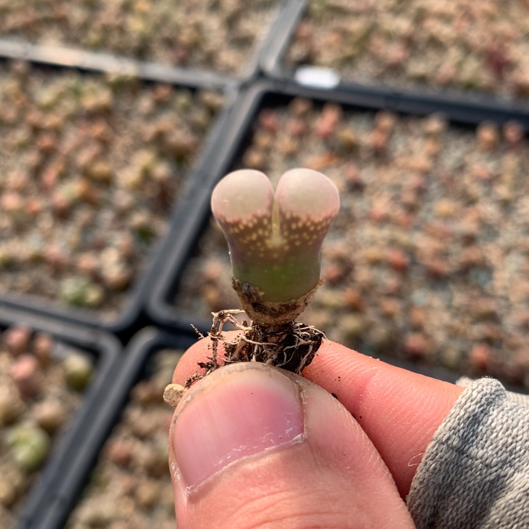 80号风铃母本一颗