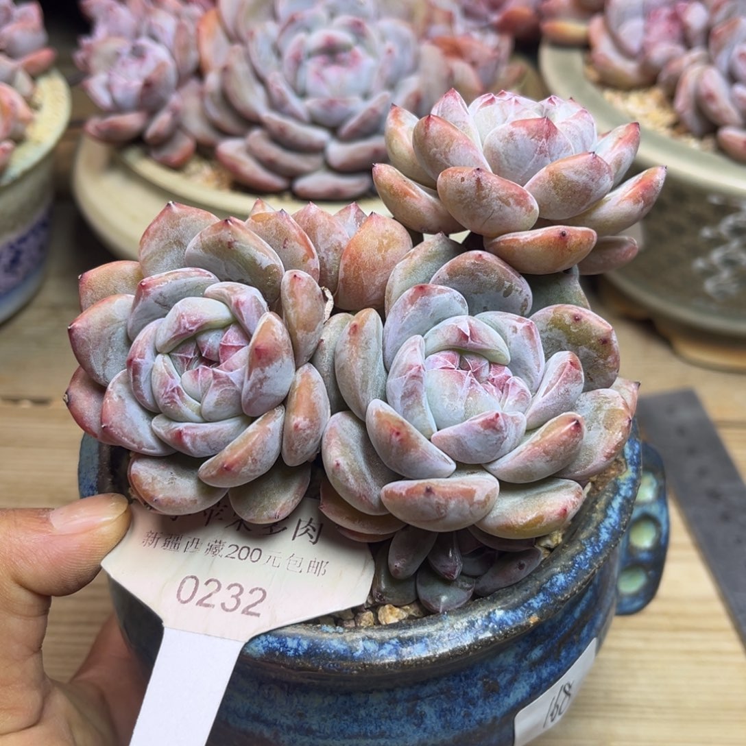 绿底紫心232/11cm5头