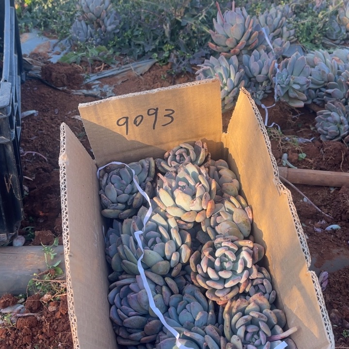 霓**月灰姑娘不售后9093