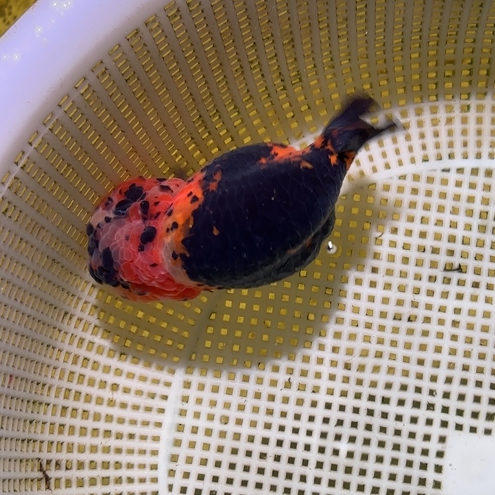 海水鱼金鱼兰寿活体淡水观赏鱼