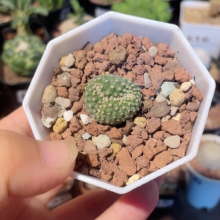 177实生菊水缀化，