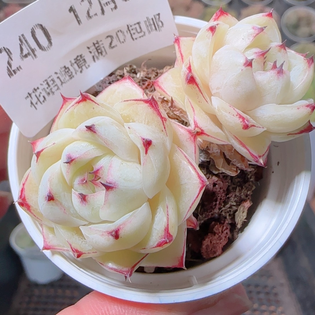 花语多肉1203-240
