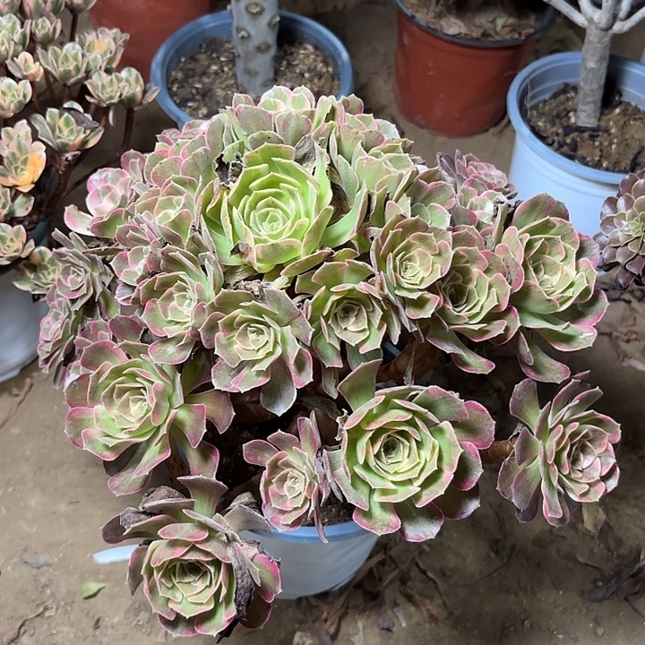 多肉植物法师安娜8