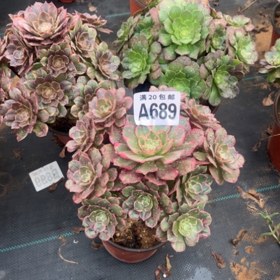 689三个不包断枝法师