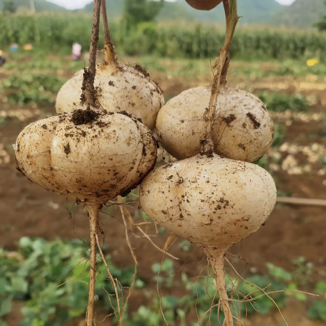 【小辉辉助农专属】贵州新鲜脆甜水果地萝卜地瓜
