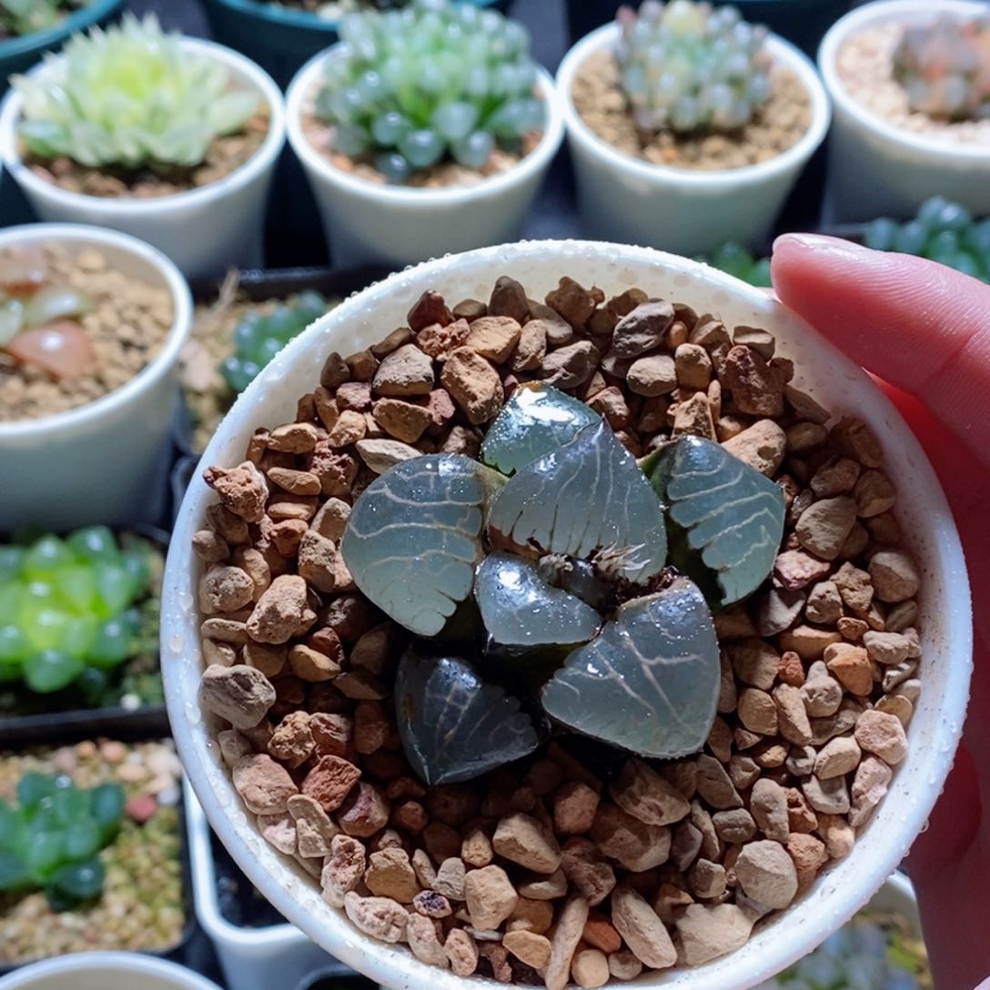 巨大化雅典娜女神玉露