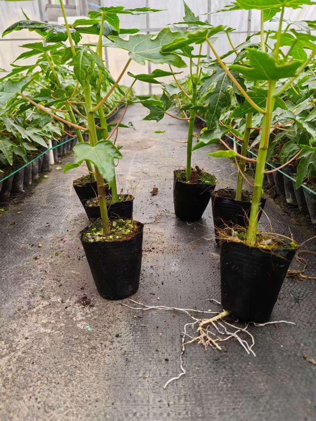 红心木瓜四季盆栽地栽绿植黄晶果树苗