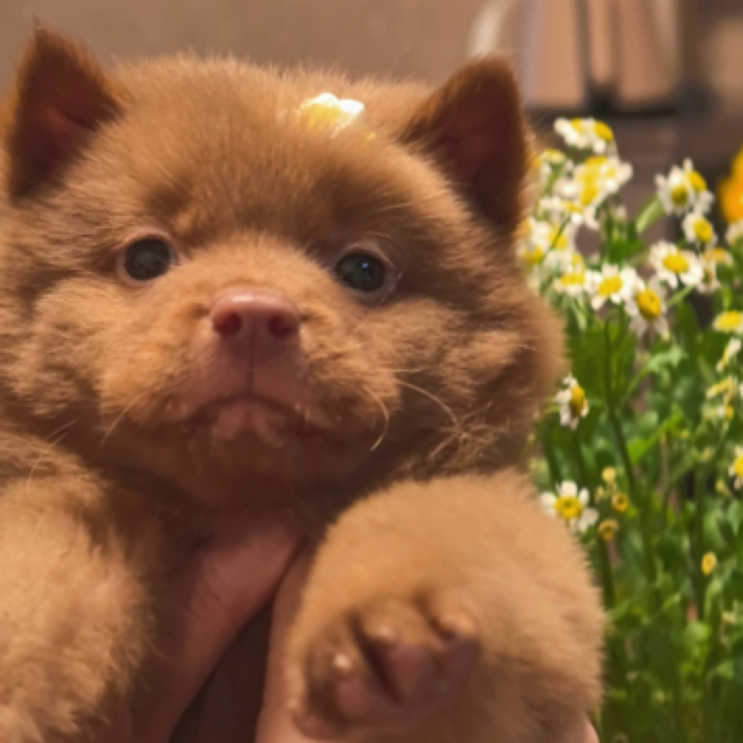 【大白白犬舍】专注土松五黑五红