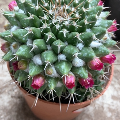 毛像仙人球12米仙人球