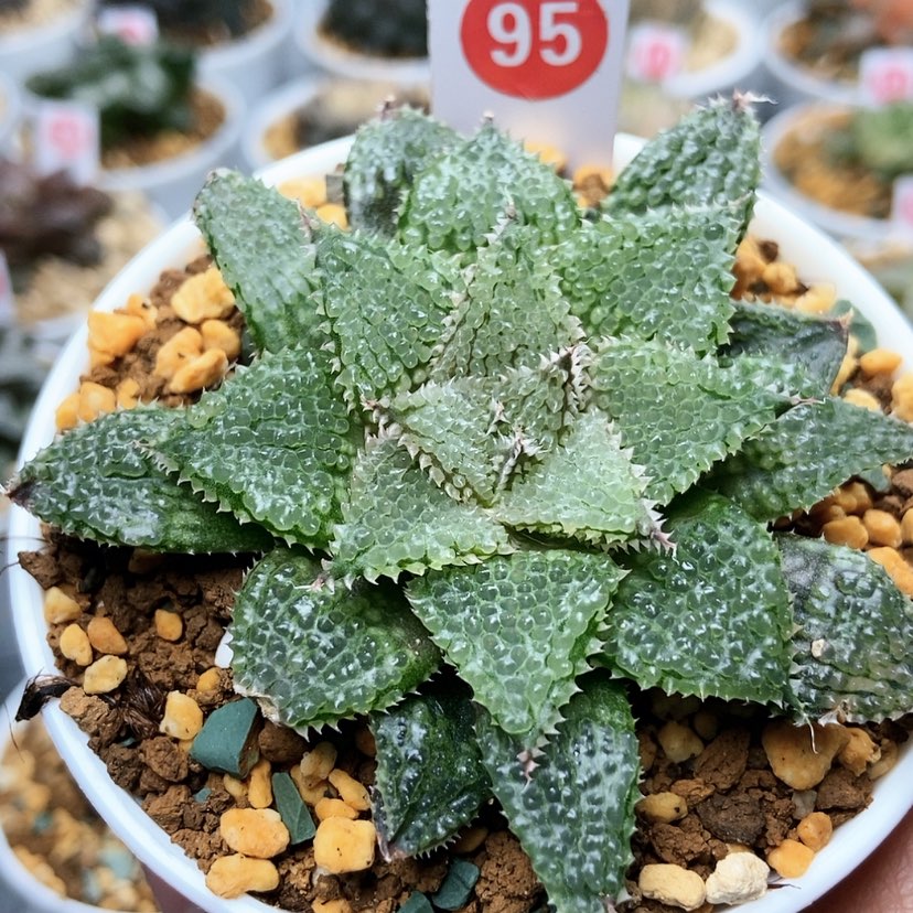 【闪购商品】95莫瑞莎