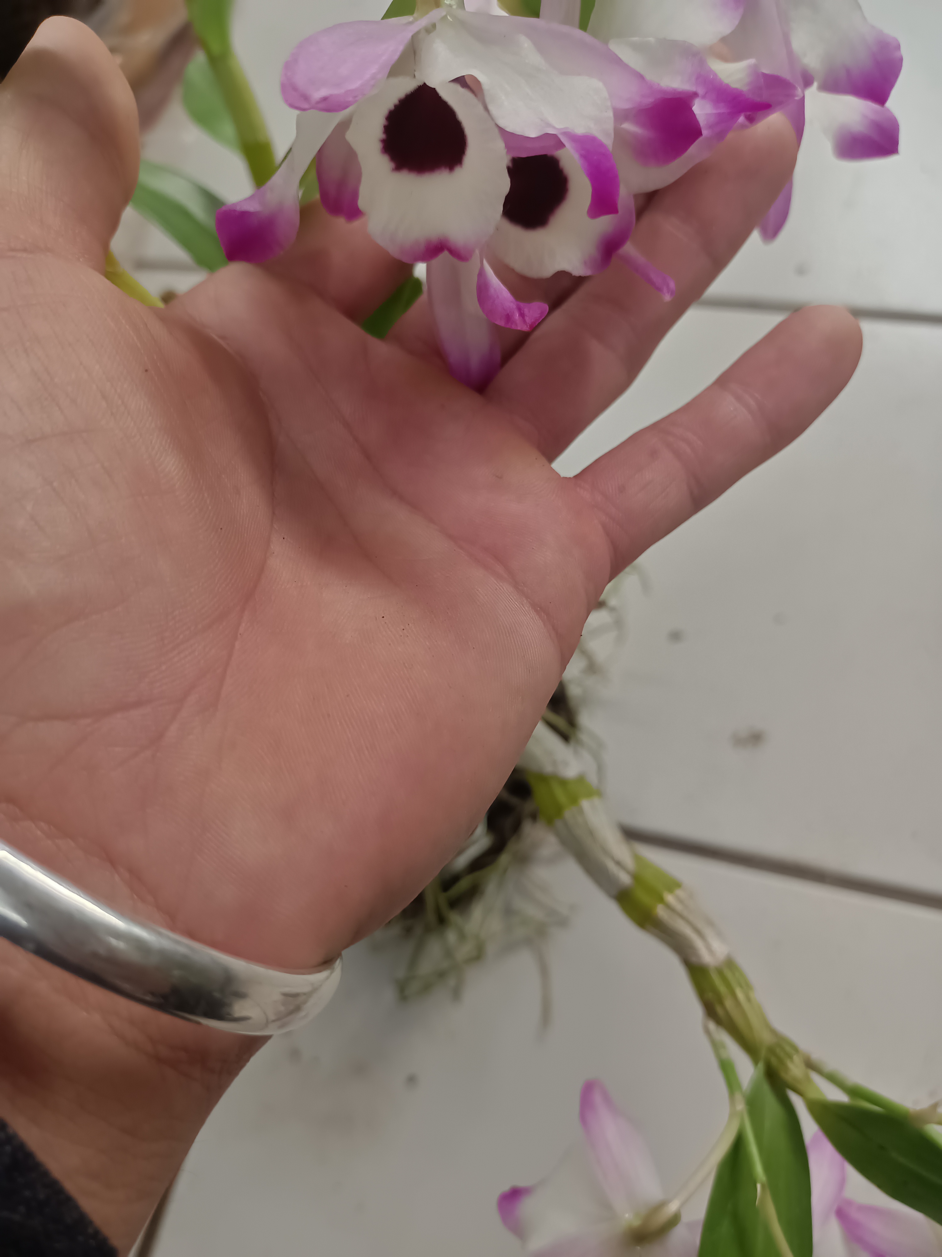 原生种苗正宗云金钗石斛盆栽附生植物