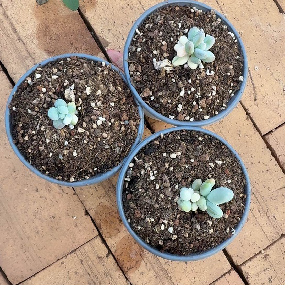 一***鱼美人杂111127-132-133-134